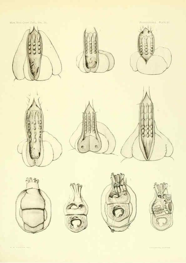 Reproducción/Reproduction 6001275711: The Plagiostomia : Sharks, skates, and rays Cambridge, U.S.A. :Printed for the Museum,1913