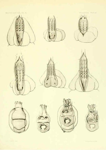 Reproducción/Reproduction 6001275711: The Plagiostomia : Sharks, skates, and rays Cambridge, U.S.A. :Printed for the Museum,1913