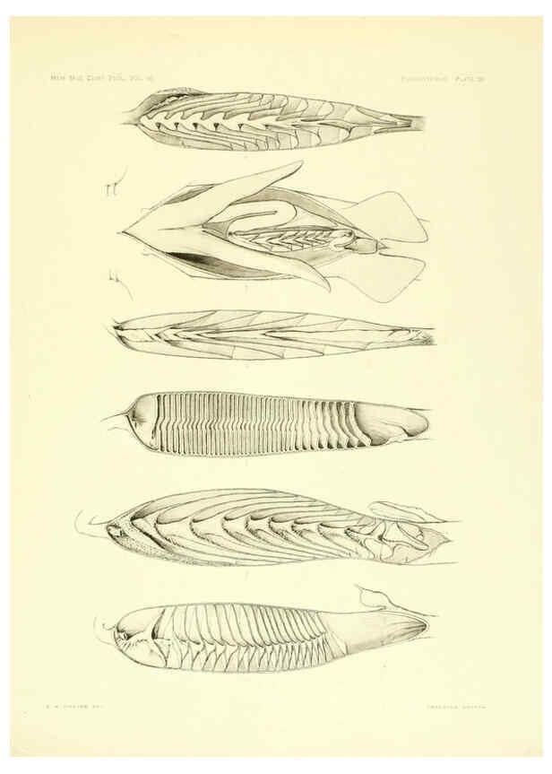 Reproducción/Reproduction 6001824514: The Plagiostomia : Sharks, skates, and rays Cambridge, U.S.A. :Printed for the Museum,1913