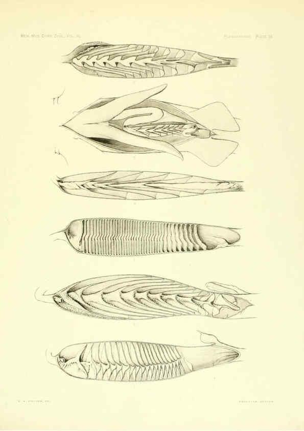 Reproducción/Reproduction 6001824514: The Plagiostomia : Sharks, skates, and rays Cambridge, U.S.A. :Printed for the Museum,1913
