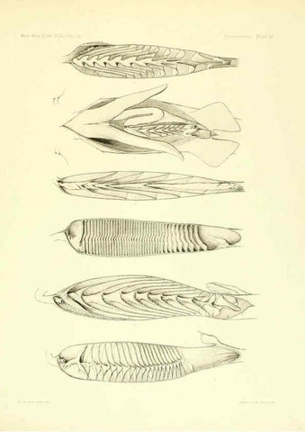 Reproducción/Reproduction 6001824514: The Plagiostomia : Sharks, skates, and rays Cambridge, U.S.A. :Printed for the Museum,1913