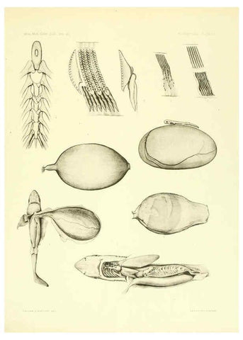 Reproducción/Reproduction 6001824648: The Plagiostomia : Sharks, skates, and rays Cambridge, U.S.A. :Printed for the Museum,1913