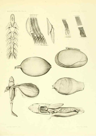 Reproducción/Reproduction 6001824648: The Plagiostomia : Sharks, skates, and rays Cambridge, U.S.A. :Printed for the Museum,1913