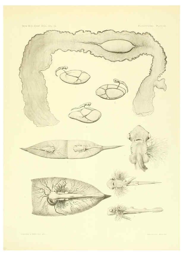Reproducción/Reproduction 6001276171: The Plagiostomia : Sharks, skates, and rays Cambridge, U.S.A. :Printed for the Museum,1913