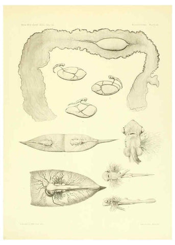 Reproducción/Reproduction 6001276171: The Plagiostomia : Sharks, skates, and rays Cambridge, U.S.A. :Printed for the Museum,1913