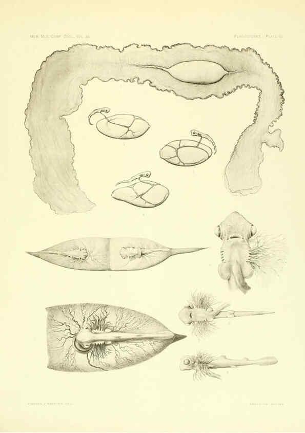 Reproducción/Reproduction 6001276171: The Plagiostomia : Sharks, skates, and rays Cambridge, U.S.A. :Printed for the Museum,1913