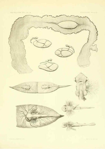 Reproducción/Reproduction 6001276171: The Plagiostomia : Sharks, skates, and rays Cambridge, U.S.A. :Printed for the Museum,1913