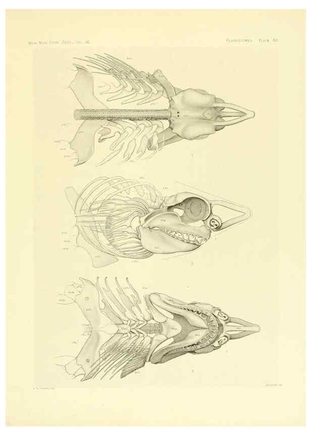 Reproducción/Reproduction 6001825058: The Plagiostomia : Sharks, skates, and rays Cambridge, U.S.A. :Printed for the Museum,1913