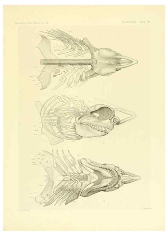Reproducción/Reproduction 6001825058: The Plagiostomia : Sharks, skates, and rays Cambridge, U.S.A. :Printed for the Museum,1913