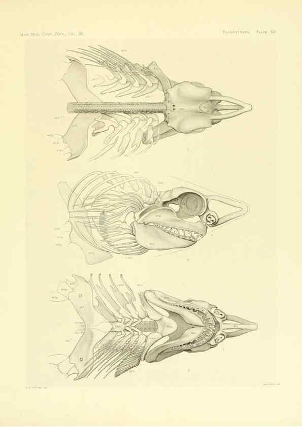 Reproducción/Reproduction 6001825058: The Plagiostomia : Sharks, skates, and rays Cambridge, U.S.A. :Printed for the Museum,1913