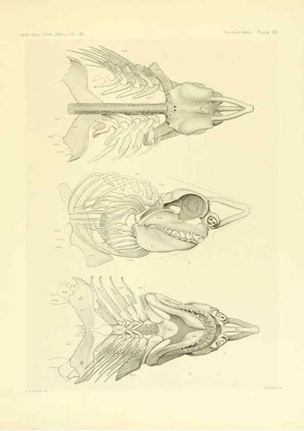 Reproducción/Reproduction 6001825058: The Plagiostomia : Sharks, skates, and rays Cambridge, U.S.A. :Printed for the Museum,1913