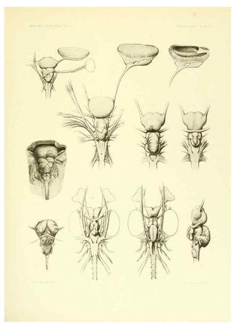Reproducción/Reproduction 6001822144: The Plagiostomia : Sharks, skates, and rays Cambridge, U.S.A. :Printed for the Museum,1913