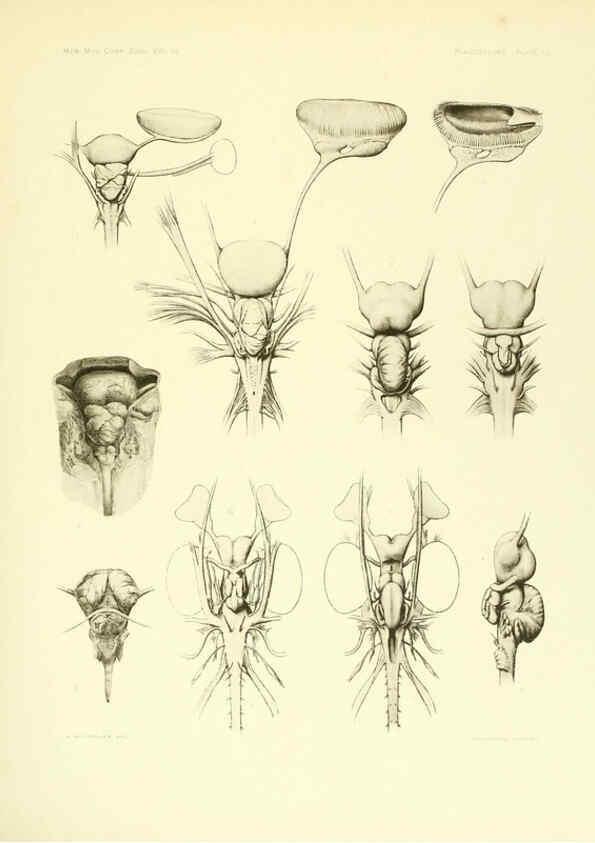 Reproducción/Reproduction 6001822144: The Plagiostomia : Sharks, skates, and rays Cambridge, U.S.A. :Printed for the Museum,1913