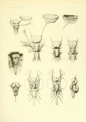 Reproducción/Reproduction 6001822144: The Plagiostomia : Sharks, skates, and rays Cambridge, U.S.A. :Printed for the Museum,1913