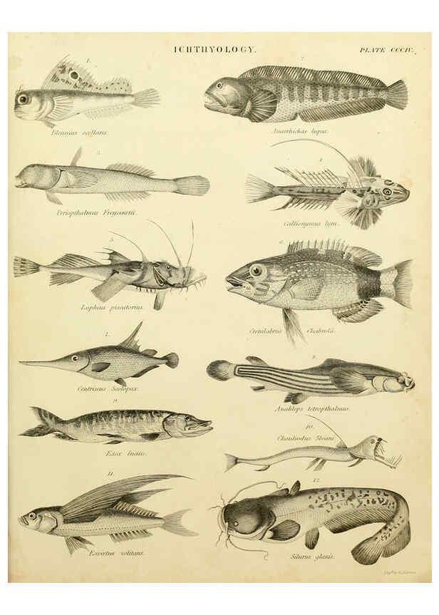 Reproducción/Reproduction 6001874262: An introduction to the natural history of fishes Edinburgh :Adam and Charles Black,1838