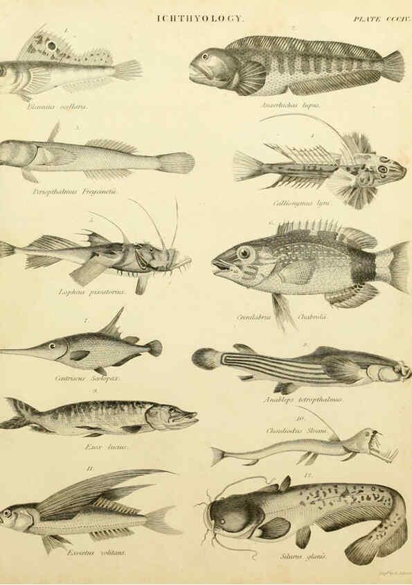 Reproducción/Reproduction 6001874262: An introduction to the natural history of fishes Edinburgh :Adam and Charles Black,1838