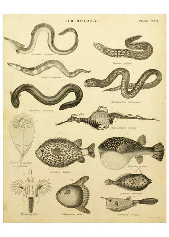 Reproducción/Reproduction 6001874536: An introduction to the natural history of fishes Edinburgh :Adam and Charles Black,1838