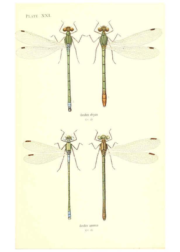 Reproducción/Reproduction 6002340874: British dragonflies (Odonata) London,L.U. Gill,1900