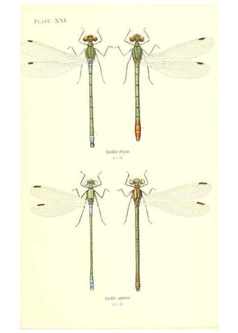 Reproducción/Reproduction 6002340874: British dragonflies (Odonata) London,L.U. Gill,1900