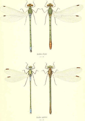 Reproducción/Reproduction 6002340874: British dragonflies (Odonata) London,L.U. Gill,1900