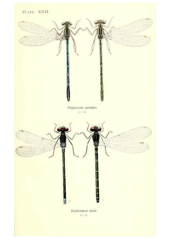Reproducción/Reproduction 6002341464: British dragonflies (Odonata) London,L.U. Gill,1900