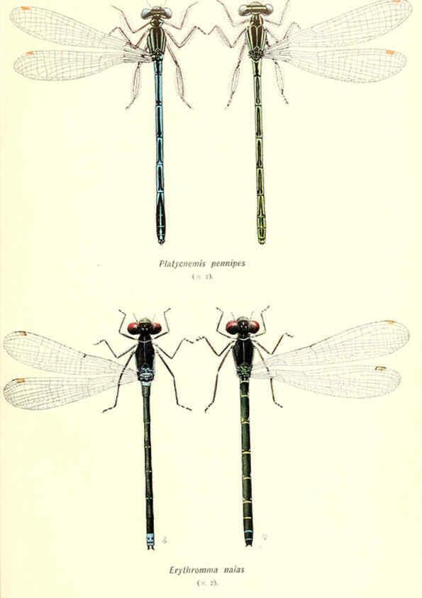 Reproducción/Reproduction 6002341464: British dragonflies (Odonata) London,L.U. Gill,1900