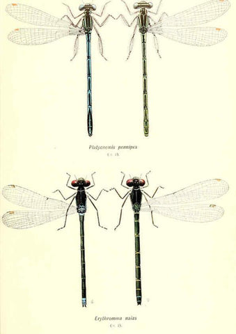 Reproducción/Reproduction 6002341464: British dragonflies (Odonata) London,L.U. Gill,1900