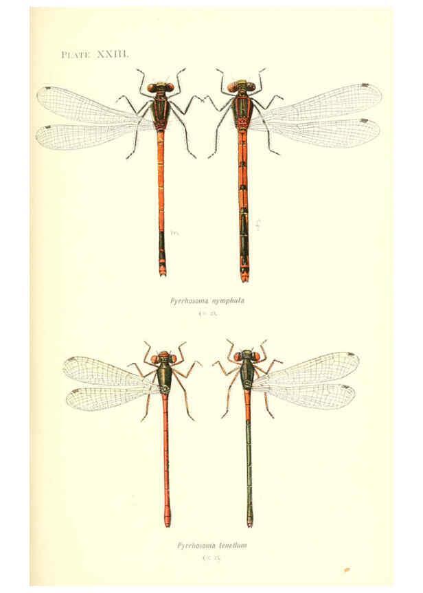 Reproducción/Reproduction 6002341722: British dragonflies (Odonata) London,L.U. Gill,1900