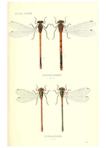 Reproducción/Reproduction 6002341722: British dragonflies (Odonata) London,L.U. Gill,1900
