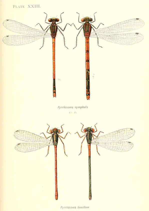 Reproducción/Reproduction 6002341722: British dragonflies (Odonata) London,L.U. Gill,1900