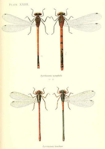 Reproducción/Reproduction 6002341722: British dragonflies (Odonata) London,L.U. Gill,1900