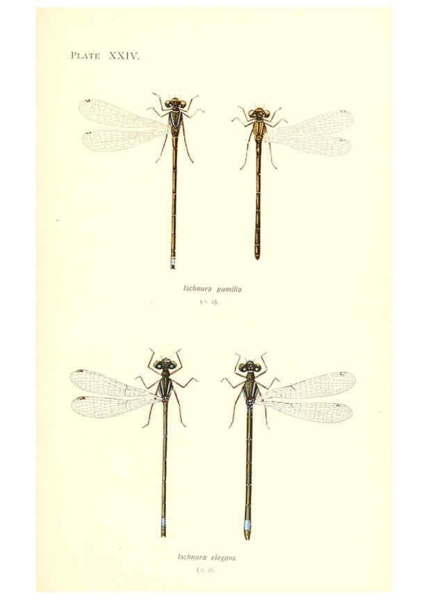 Reproducción/Reproduction 6001792845: British dragonflies (Odonata) London,L.U. Gill,1900