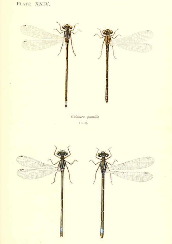 Reproducción/Reproduction 6001792845: British dragonflies (Odonata) London,L.U. Gill,1900