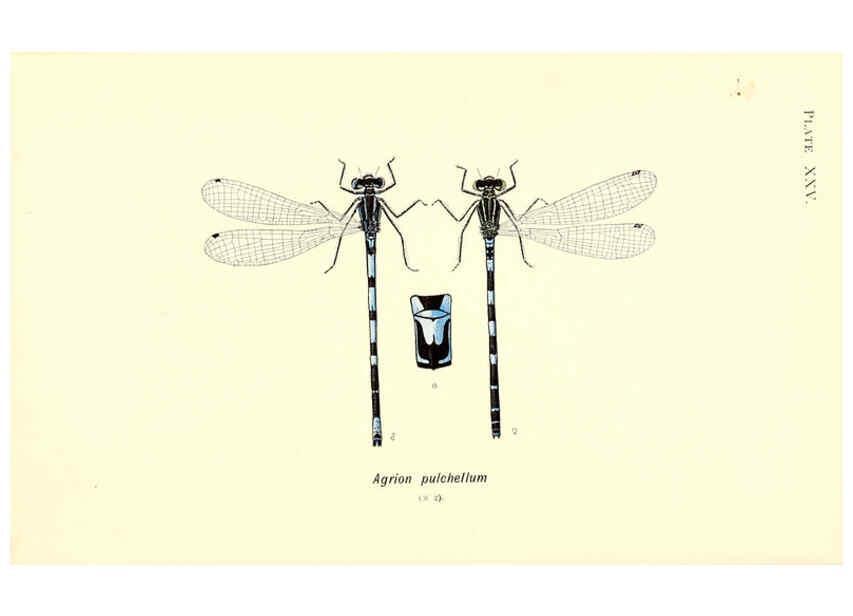 Reproducción/Reproduction 6001793207: British dragonflies (Odonata) London,L.U. Gill,1900