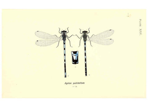 Reproducción/Reproduction 6001793207: British dragonflies (Odonata) London,L.U. Gill,1900