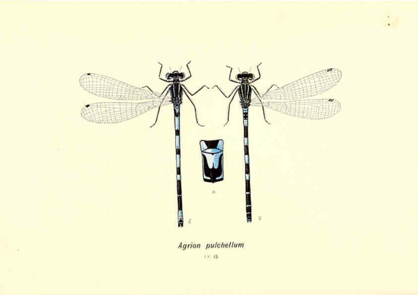 Reproducción/Reproduction 6001793207: British dragonflies (Odonata) London,L.U. Gill,1900