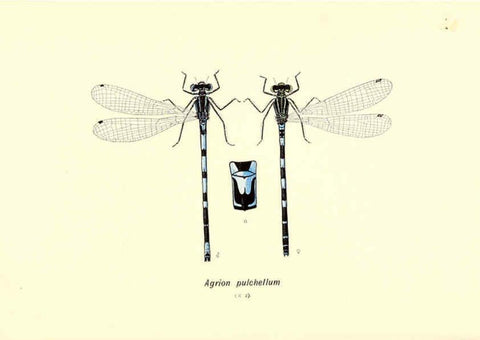Reproducción/Reproduction 6001793207: British dragonflies (Odonata) London,L.U. Gill,1900