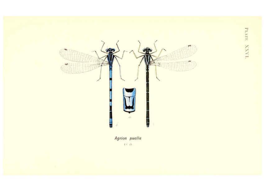 Reproducción/Reproduction 6002342676: British dragonflies (Odonata) London,L.U. Gill,1900