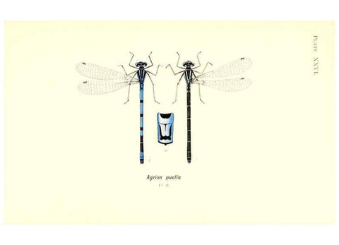 Reproducción/Reproduction 6002342676: British dragonflies (Odonata) London,L.U. Gill,1900