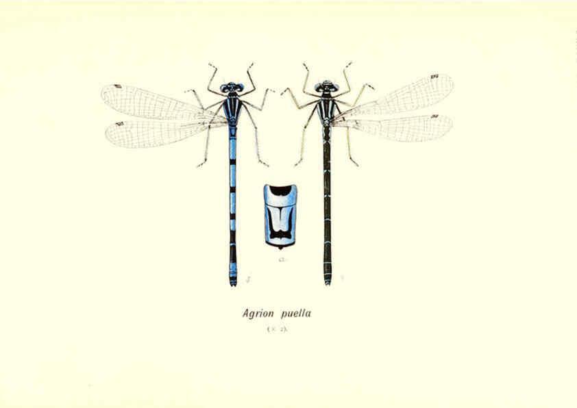 Reproducción/Reproduction 6002342676: British dragonflies (Odonata) London,L.U. Gill,1900