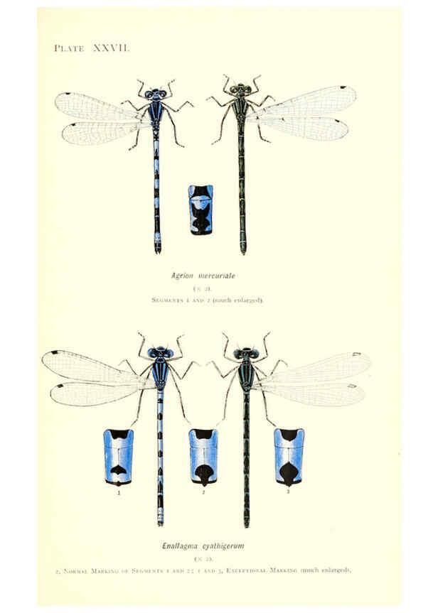 Reproducción/Reproduction 6001793853: British dragonflies (Odonata) London,L.U. Gill,1900