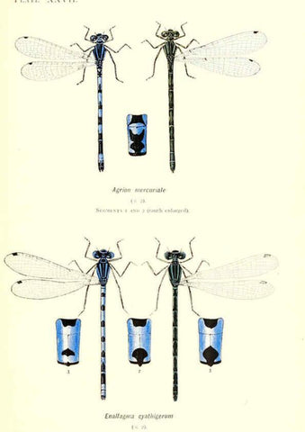 Reproducción/Reproduction 6001793853: British dragonflies (Odonata) London,L.U. Gill,1900