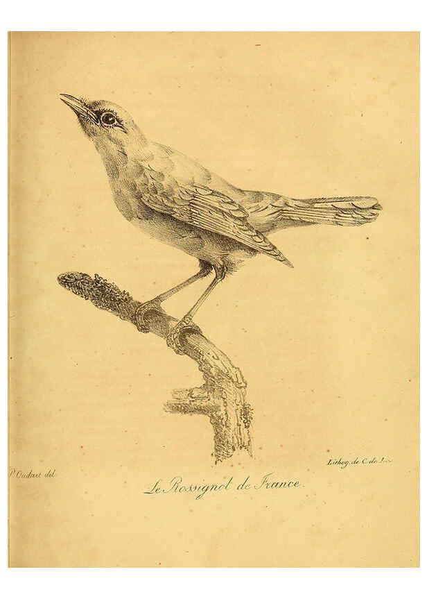 Reproducción/Reproduction 6002433938: La galerie des oiseaux Paris :Carpentier-Méricourt,1834