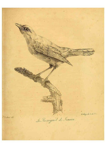 Reproducción/Reproduction 6002433938: La galerie des oiseaux Paris :Carpentier-Méricourt,1834