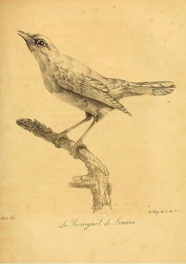 Reproducción/Reproduction 6002433938: La galerie des oiseaux Paris :Carpentier-Méricourt,1834