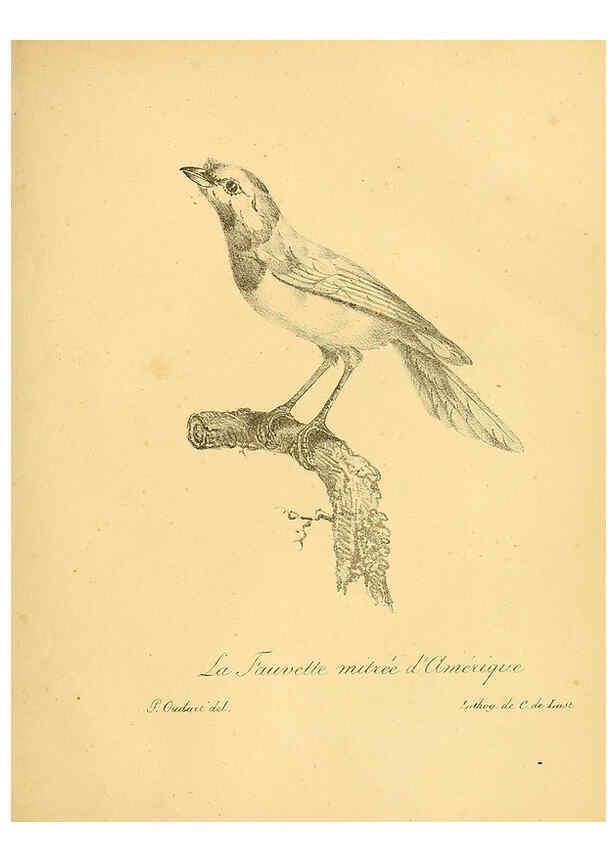 Reproducción/Reproduction 6001885583: La galerie des oiseaux Paris :Carpentier-Méricourt,1834