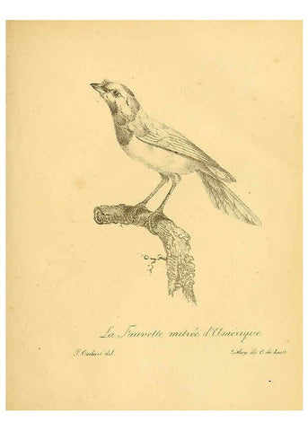 Reproducción/Reproduction 6001885583: La galerie des oiseaux Paris :Carpentier-Méricourt,1834