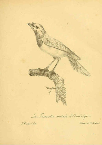 Reproducción/Reproduction 6001885583: La galerie des oiseaux Paris :Carpentier-Méricourt,1834