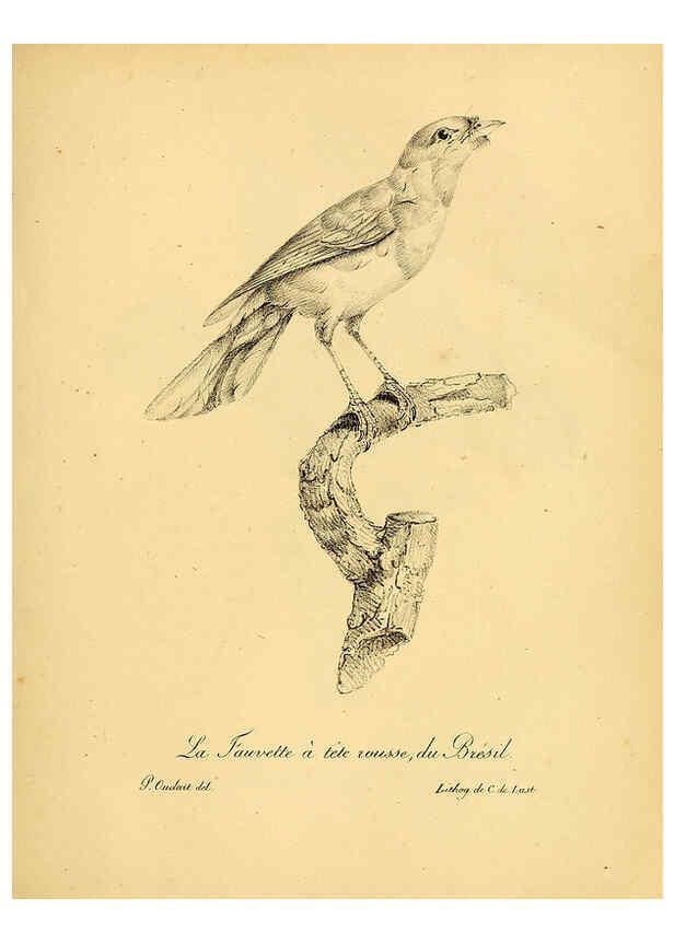 Reproducción/Reproduction 6001885929: La galerie des oiseaux Paris :Carpentier-Méricourt,1834