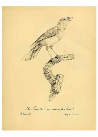 Reproducción/Reproduction 6001885929: La galerie des oiseaux Paris :Carpentier-Méricourt,1834